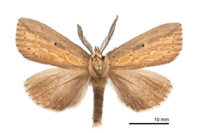 密角紆舟蛾 Periergos antennae 雄蟲