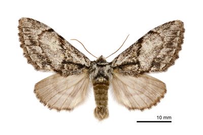 蓬萊曼蠶舟蛾 Phalerodonta manleyi formosana 雌蟲