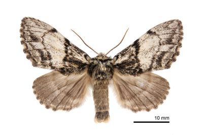 蓬萊曼蠶舟蛾 Phalerodonta manleyi formosana 雄蟲