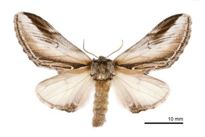 台劍舟蛾 Pheosia rimosa taiwanognoma 雌蟲