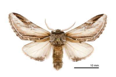 台劍舟蛾 Pheosia rimosa taiwanognoma 雄蟲