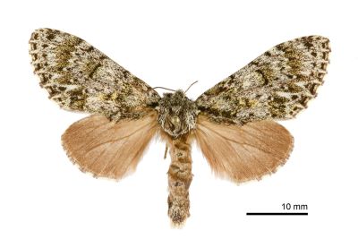 阿里山夙舟蛾 Pheosiopsis alishanensis 雌蟲