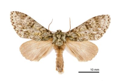 阿里山夙舟蛾 Pheosiopsis alishanensis 雄蟲