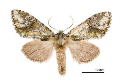 路夙舟蛾 Pheosiopsis lusciniola 雌蟲