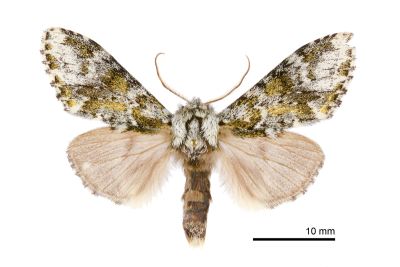 路夙舟蛾 Pheosiopsis lusciniola 雄蟲