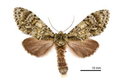 喜夙舟蛾 Pheosiopsis cinerea formosana 雌蟲