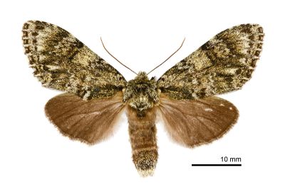 喜夙舟蛾 Pheosiopsis cinerea formosana 雌蟲