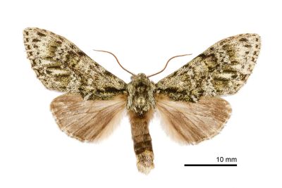 喜夙舟蛾 Pheosiopsis cinerea formosana 雄蟲