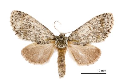 沈氏夙舟蛾 Pheosiopsis seni 雌蟲