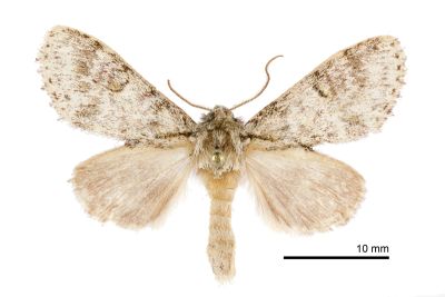 沈氏夙舟蛾 Pheosiopsis seni 雄蟲