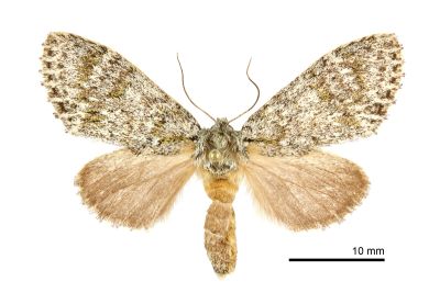 沈氏夙舟蛾 Pheosiopsis seni 雌蟲