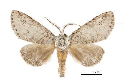 銀擬紛舟蛾 Pseudofentonia argentifera argentifera 雄蟲