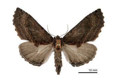 絢羽齒舟蛾 Ptilodon saturata 雌蟲