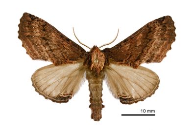 絢羽齒舟蛾 Ptilodon saturata 雄蟲