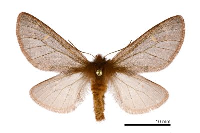 薄翅栗舟蛾 Ptilophora rufula 雌蟲