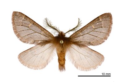 薄翅栗舟蛾 Ptilophora rufula 雄蟲