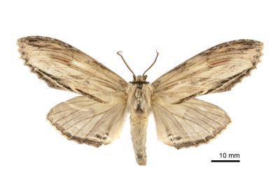 線峭舟蛾 Rachia lineata 雌蟲
