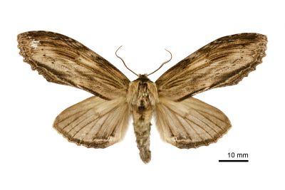 帶紋峭舟蛾 Rachia striata 雌蟲