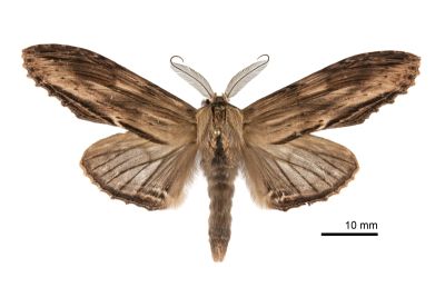 帶紋峭舟蛾 Rachia striata 雄蟲