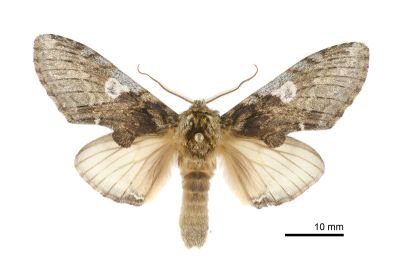 白菇舟蛾 Rachiades lichenicolor albimaculata 雄蟲