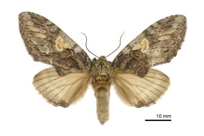 白菇舟蛾 Rachiades lichenicolor albimaculata 雌蟲
