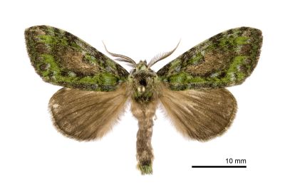 瑟舟蛾 Somera viridifusca viridifusca 雄蟲