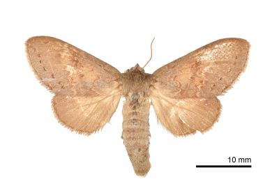 褐帶蟻舟蛾 Stauropus basalis 雌蟲