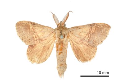 褐帶蟻舟蛾 Stauropus basalis 雄蟲