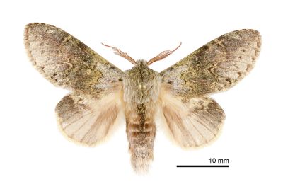 錫金蟻舟蛾 Stauropus sikkimensis lushanus 雄蟲