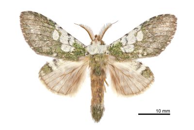 白斑胯舟蛾 Syntypistis comatus 雄蟲