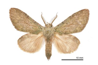 青苔胯舟蛾 Syntypistis cyanea cyanea 雄蟲