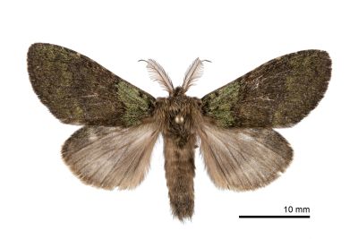 線胯舟蛾 Syntypistis lineata 雄蟲