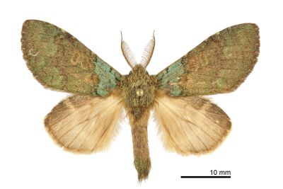 線胯舟蛾 Syntypistis lineata 雄蟲