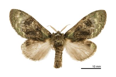 褐丸胯舟蛾 Syntypistis pallidifascia pallidifascia 雌蟲