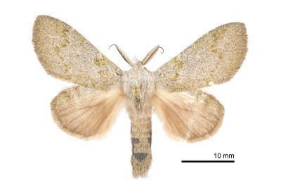 淡紋胯舟蛾 Syntypistis subgeneris subgeneris 雄蟲