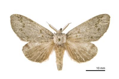 淡紋胯舟蛾 Syntypistis subgeneris subgeneris 雌蟲