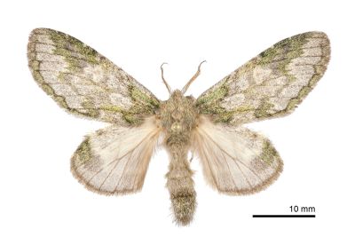 齒紋胯舟蛾 Syntypistis umbrosa 雌蟲