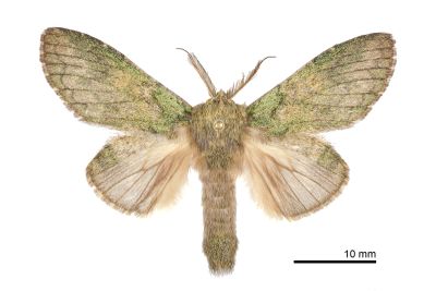 齒紋胯舟蛾 Syntypistis umbrosa 雄蟲