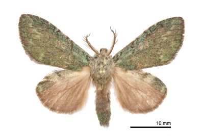 綠胯舟蛾 Syntypistis viridipicta 雄蟲