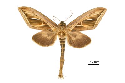 細銀斑舟蛾 Tarsolepis fulgurifera 雄蟲