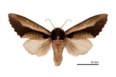 雙色美舟蛾 Uropyia meticulodina 雄蟲
