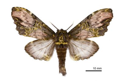 竇舟蛾 Zaranga pannosa necopinatus 雌蟲