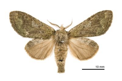 青苔胯舟蛾 Syntypistis cyanea cyanea 雌蟲