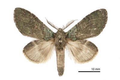 線胯舟蛾 Syntypistis lineata 雄蟲
