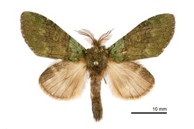 線胯舟蛾 Syntypistis lineata 雄蟲
