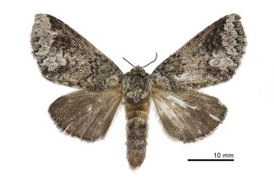 藕色新林舟蛾 Neodrymonia comes 雌蟲