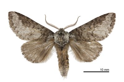 藕色新林舟蛾 Neodrymonia comes 雄蟲