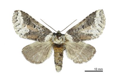 粉白衫新林舟蛾 Neodrymonia cretata 雌蟲