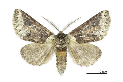 粉白衫新林舟蛾 Neodrymonia cretata 雄蟲
