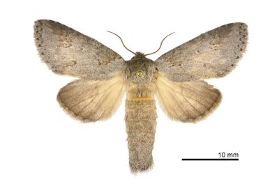 緣紋新林舟蛾 Neodrymonia marginalis 雌蟲